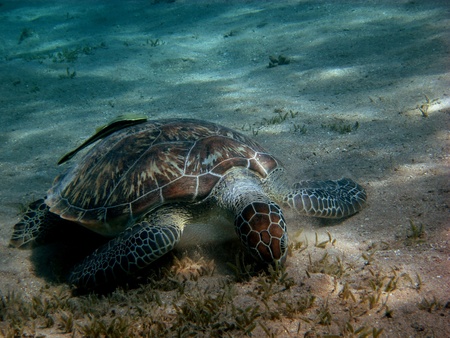 large sea turtle eats sea grass on ground