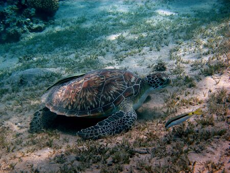 sea turtle and small fish on the groundの写真素材