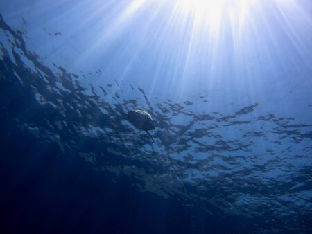 sea turtle appears to get air with many sunraysの写真素材