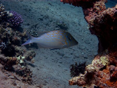 beautiful blue dotted fish in the red seaの写真素材
