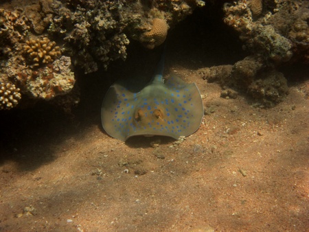 blue point stingrays hiding under coral reef in the red sea