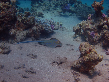 blue point stingrays swimming in the red seaの写真素材