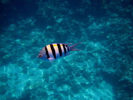 small striped fish sergeant in the blue water in the seaの写真素材