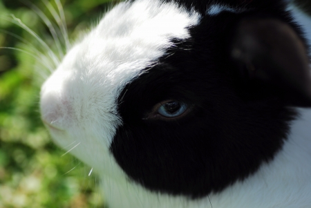 black white bunny head close viewの写真素材