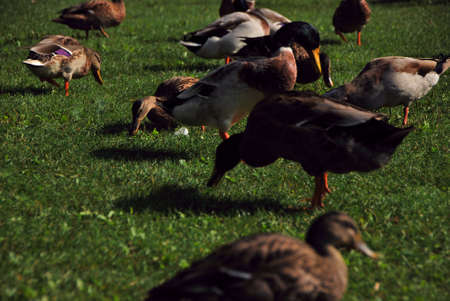 many ducks in green grass in summerの写真素材