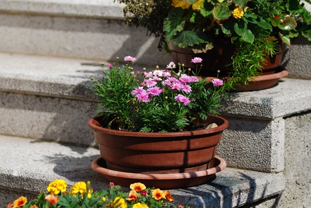 stairs with fresh colorful flowers in the sun in summer