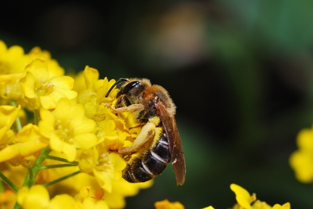 bee sucking on a yellow blossom in the garden and in the summer