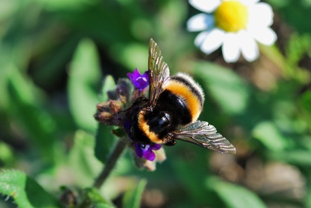 little bumblebee sucking on a flower in the summer in the sunの写真素材
