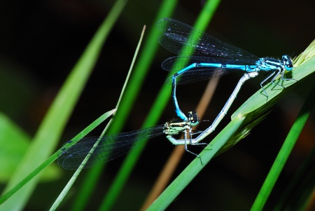 two blue dragonflies on a couple of the leaf in the summer sun