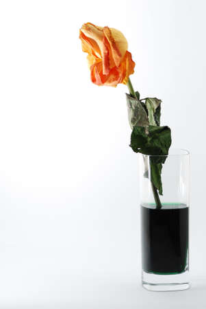beautiful orange rose in a glass on white backgroundの写真素材
