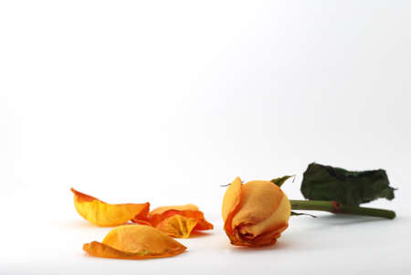 beautiful orange rose with single petals on white backgroundの写真素材