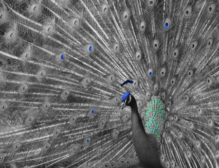 beautiful colored peacock in zoo white black partial colorful photomontageの写真素材