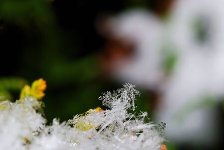 snow crystals and flowers in the snow in winterの写真素材