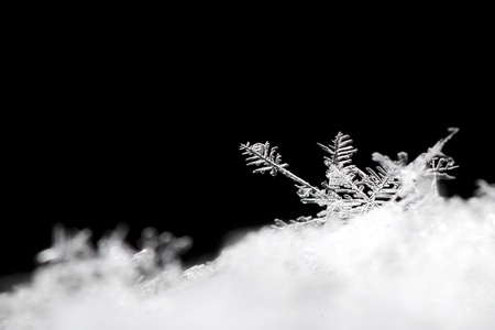 snow crystals to form a plant view detailsの写真素材