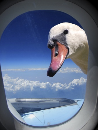 beautiful view on clouds and horizon and swan montage from the airplane