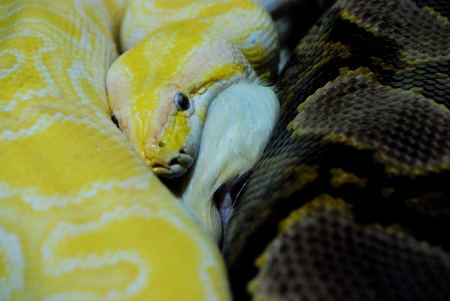 yellow white snake eat in the zoo