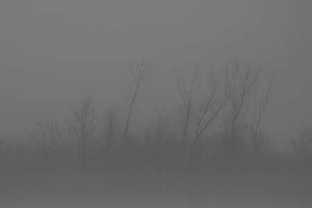 shrub and trees in a winter landscape with fogの写真素材