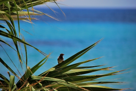 little bird sitting on a palm tree by the sea on vacationの写真素材