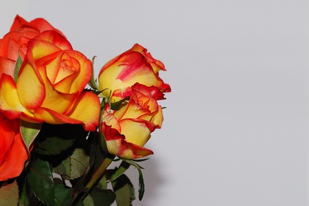 orange bouquet of yellow roses left with gray backgroundの写真素材