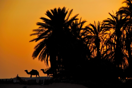 palm trees in the desert at sunsetの写真素材