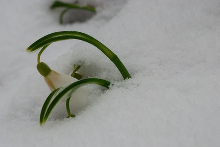 fresh snowdrops in white snow cold large viewの写真素材