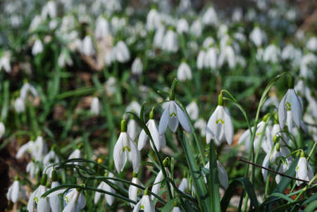 fresh snowdrops in spring and forest