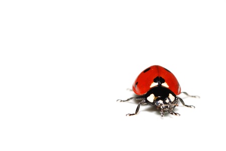 red ladybug on white background front viewの写真素材