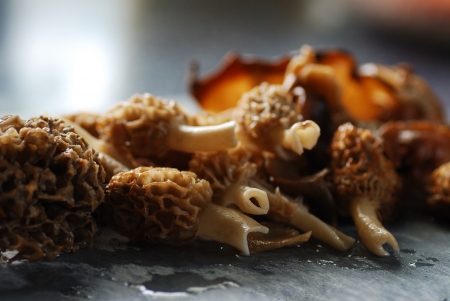 fresh juicy food morels out of the forest in spring in the kitchenの写真素材