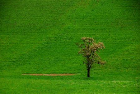single tree on a green meadow in summerの写真素材