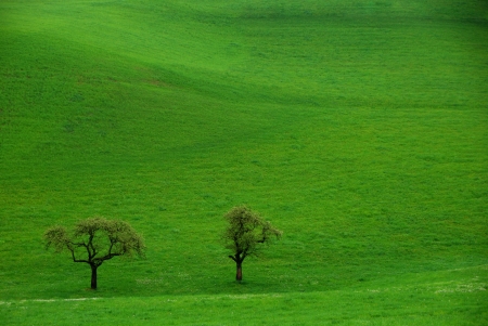 two trees left on beautiful green grass in summerの写真素材