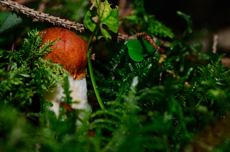 small fresh red cap mushroom in moss and forestの写真素材
