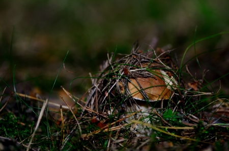 small fresh bolete hidden under pine needles in the forestの写真素材