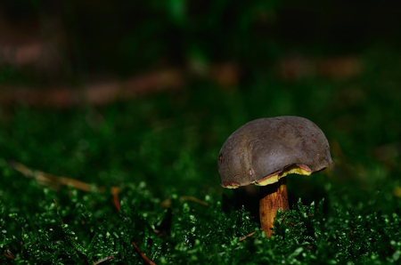 red footed boletus mushroom in the moss and forest macro viewの写真素材