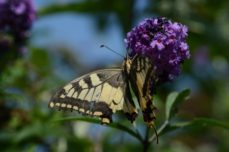 swallowtail butterfly sitting on a flower of lilac in summer
