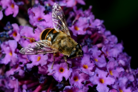 bee sitting on flower blossom lilac in the summerの写真素材