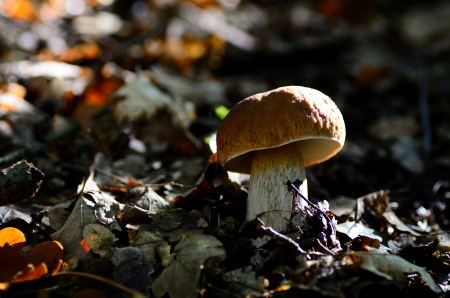 fresh boletus in the forest under leafの写真素材