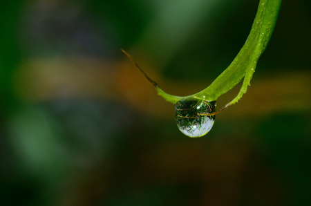 large drops on a plant with reflection of the whole shrubの写真素材