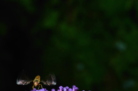 small insect on a flower with moving wings and dark の写真素材