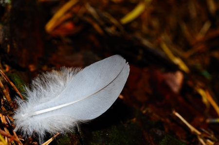 white feather lies on the ground in the forestの写真素材