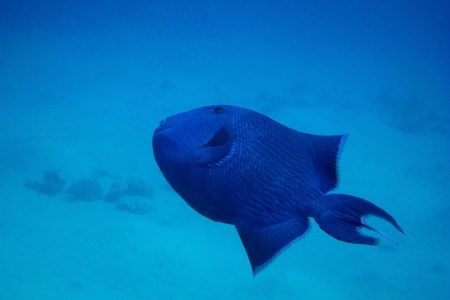 large blue trigger fish in the blue seaの写真素材