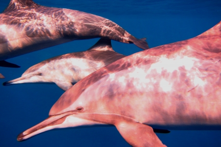 three dolphins and blue sea while divingの写真素材