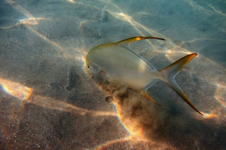 fish touches the sand on the ocean floor