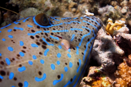 blue hone fish while diving in the red sea large viewの写真素材