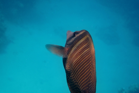 indian anglefish in the blue sea while dive large view