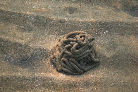 sand structure of a worm in the sand and sea