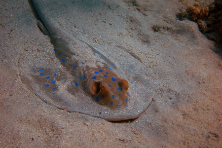 blue spotted stingray on the seabed close to the diveの写真素材