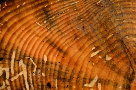 annual ring of big tree in the forestの写真素材