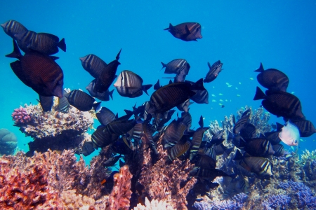 many indian anglefish with coral in egyptの写真素材