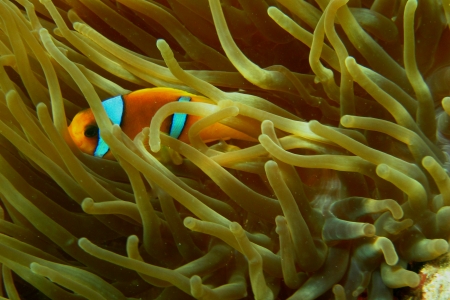 red sea anemonefish hiding between anemones in the sea in egyptの写真素材