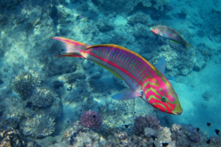 red sea junker view from the side when diving in the sea